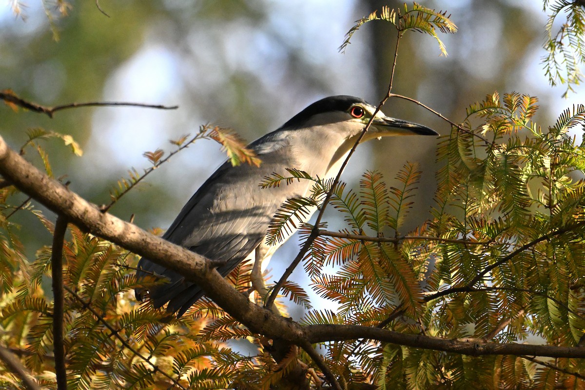 Black-crowned Night Heron - ML646281401
