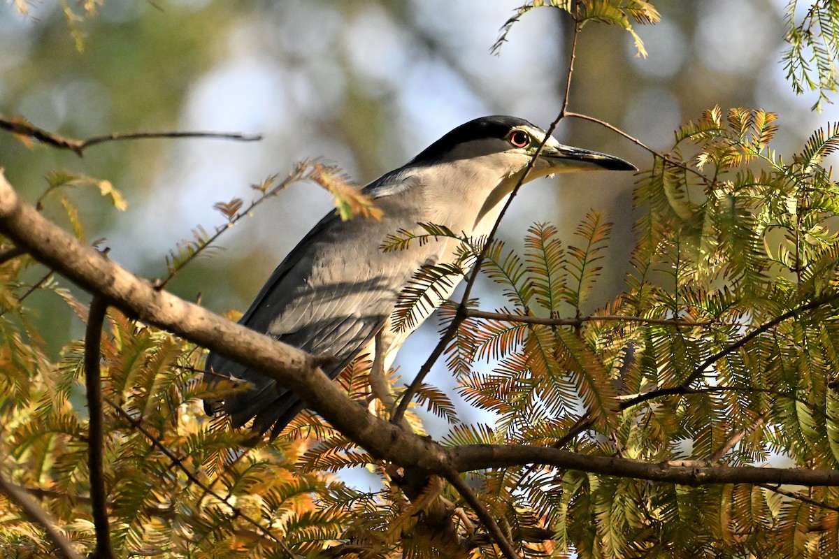 Black-crowned Night Heron - ML646281402
