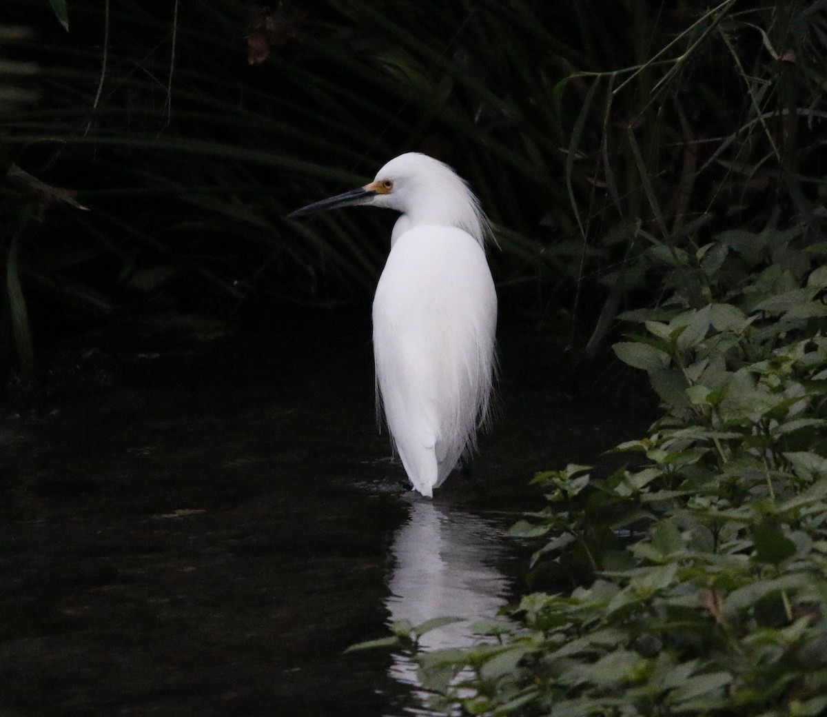 Snowy Egret - ML646281403