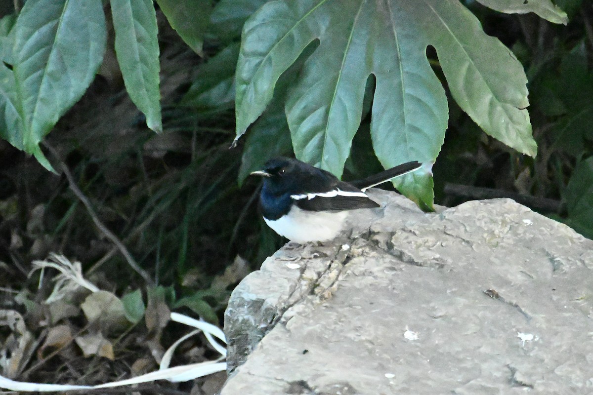 Oriental Magpie-Robin - ML646281404
