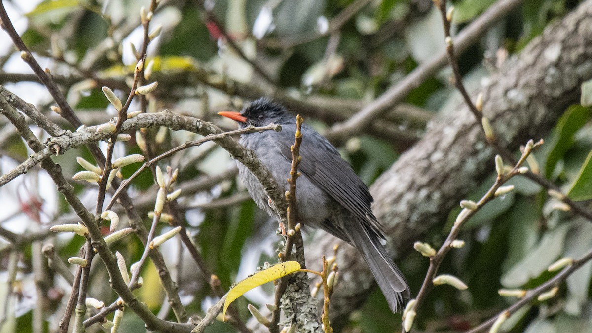 Горована індійська - ML646281405