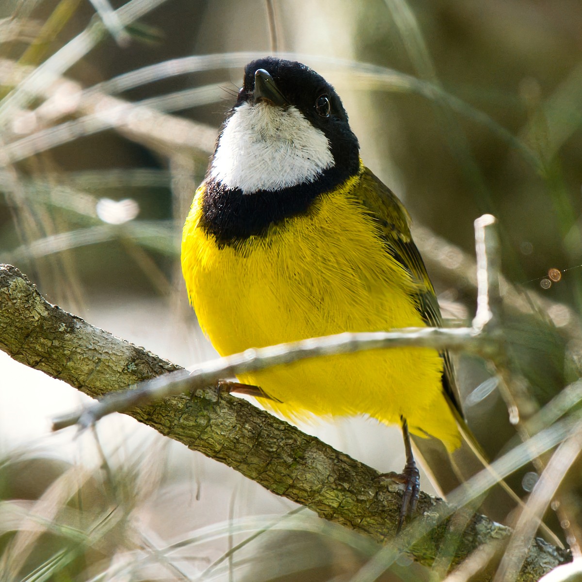 Golden Whistler - ML646281407