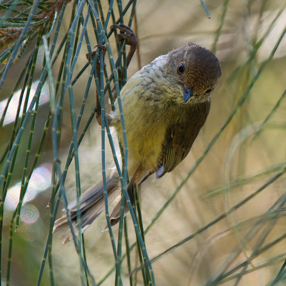 Brown Thornbill - ML646281409