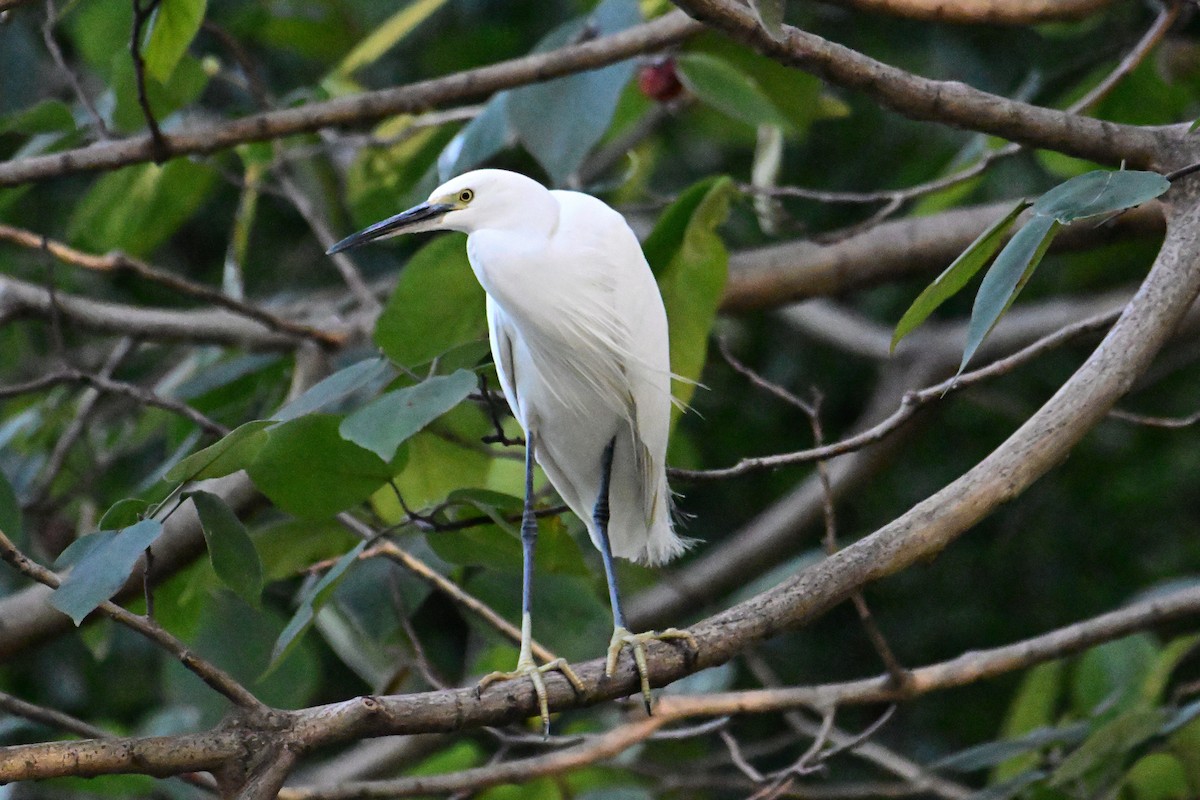 Aigrette garzette - ML646281410
