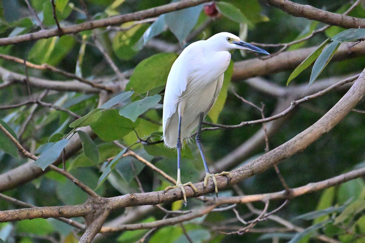 Aigrette garzette - ML646281411