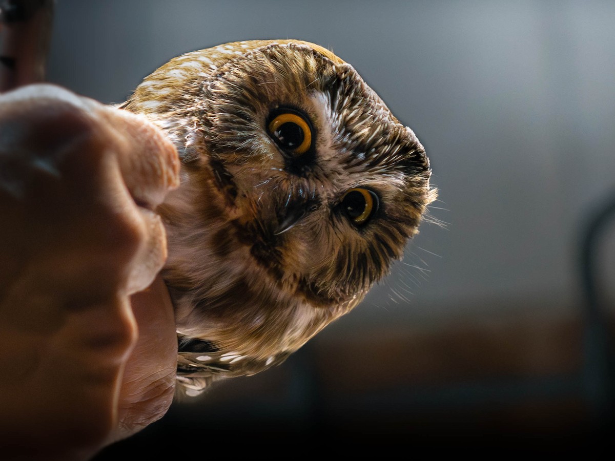 Northern Saw-whet Owl - ML646281413