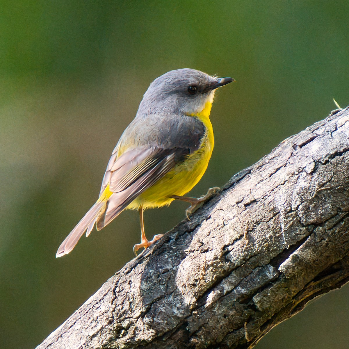 Eastern Yellow Robin - ML646281414