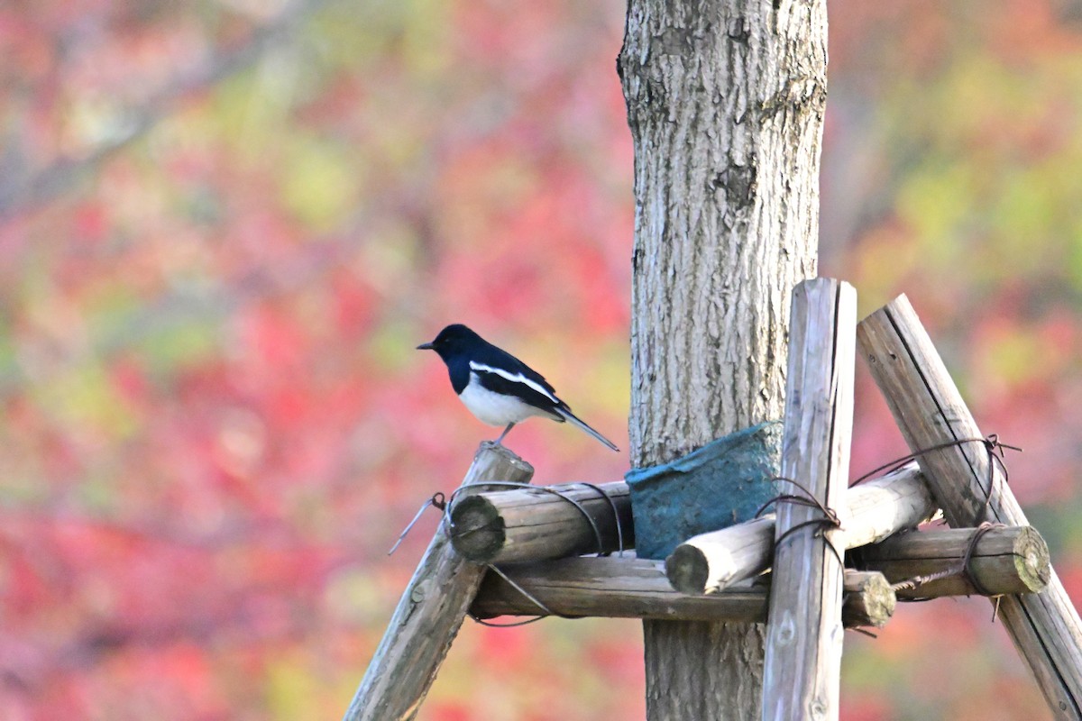 Oriental Magpie-Robin - ML646281422