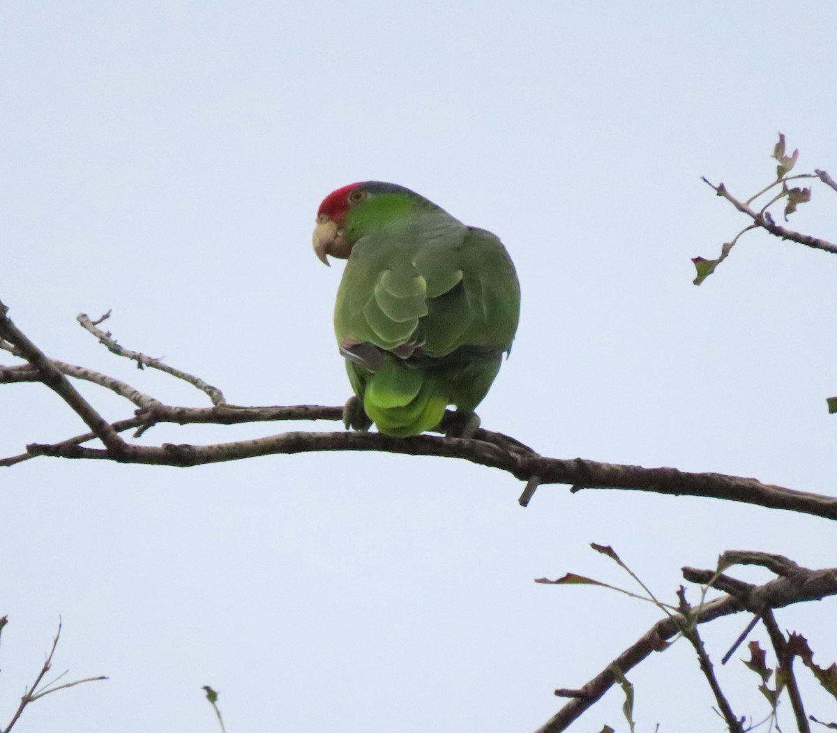 Red-crowned Amazon - ML646281424