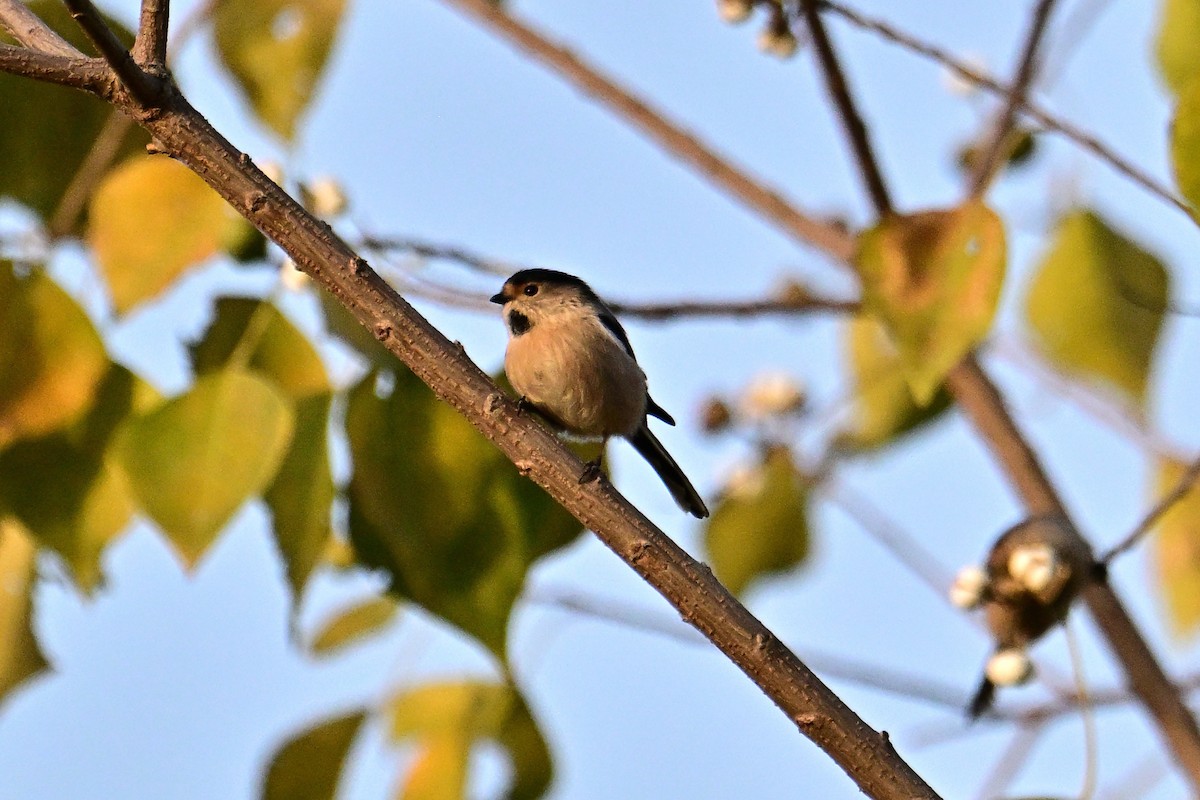 Silver-throated Tit - ML646281425