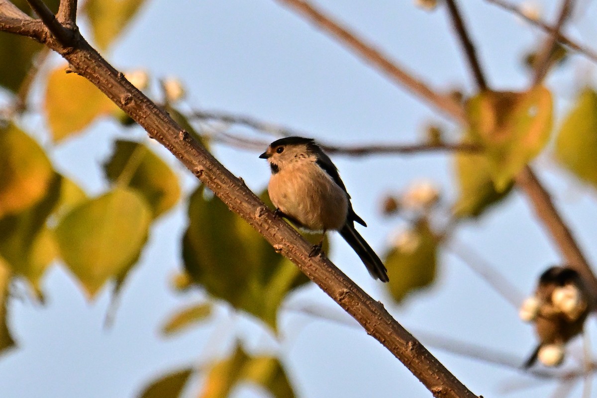Silver-throated Tit - ML646281426