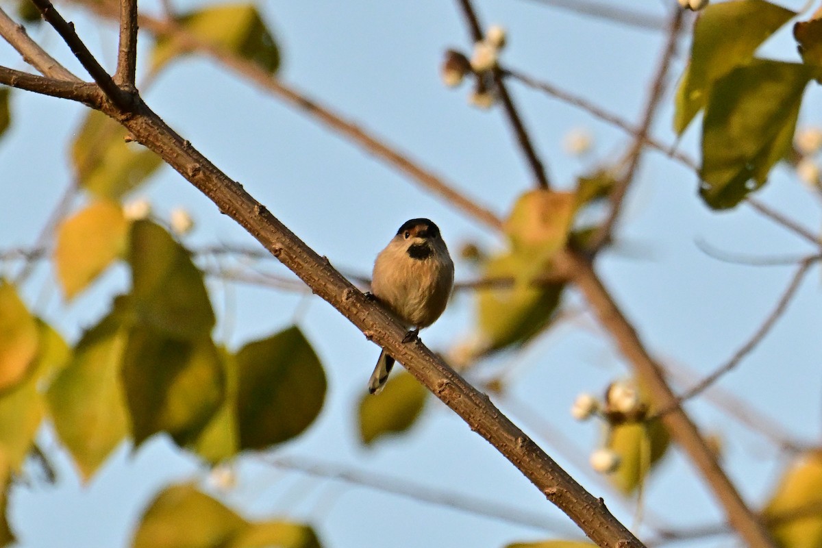 Silver-throated Tit - ML646281427