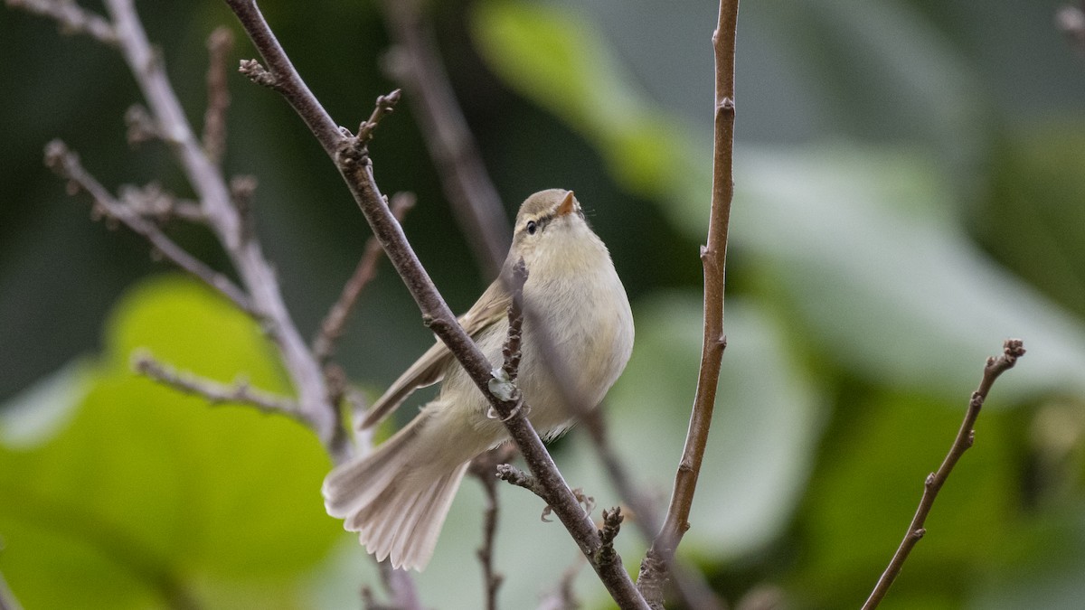 Greenish Warbler - ML646281428