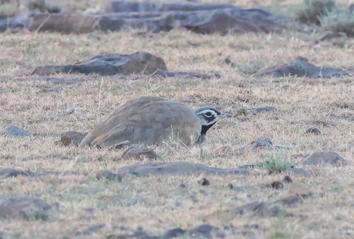 Blue Bustard - ML646281429