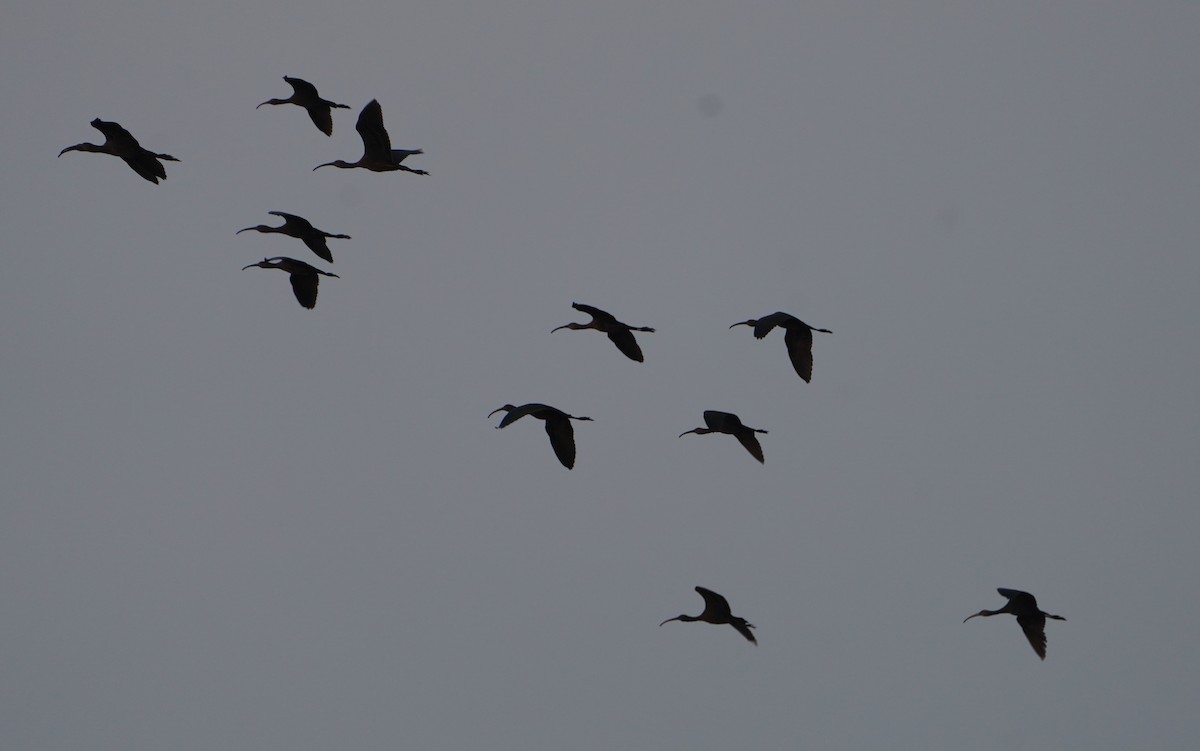 Glossy Ibis - ML646281430