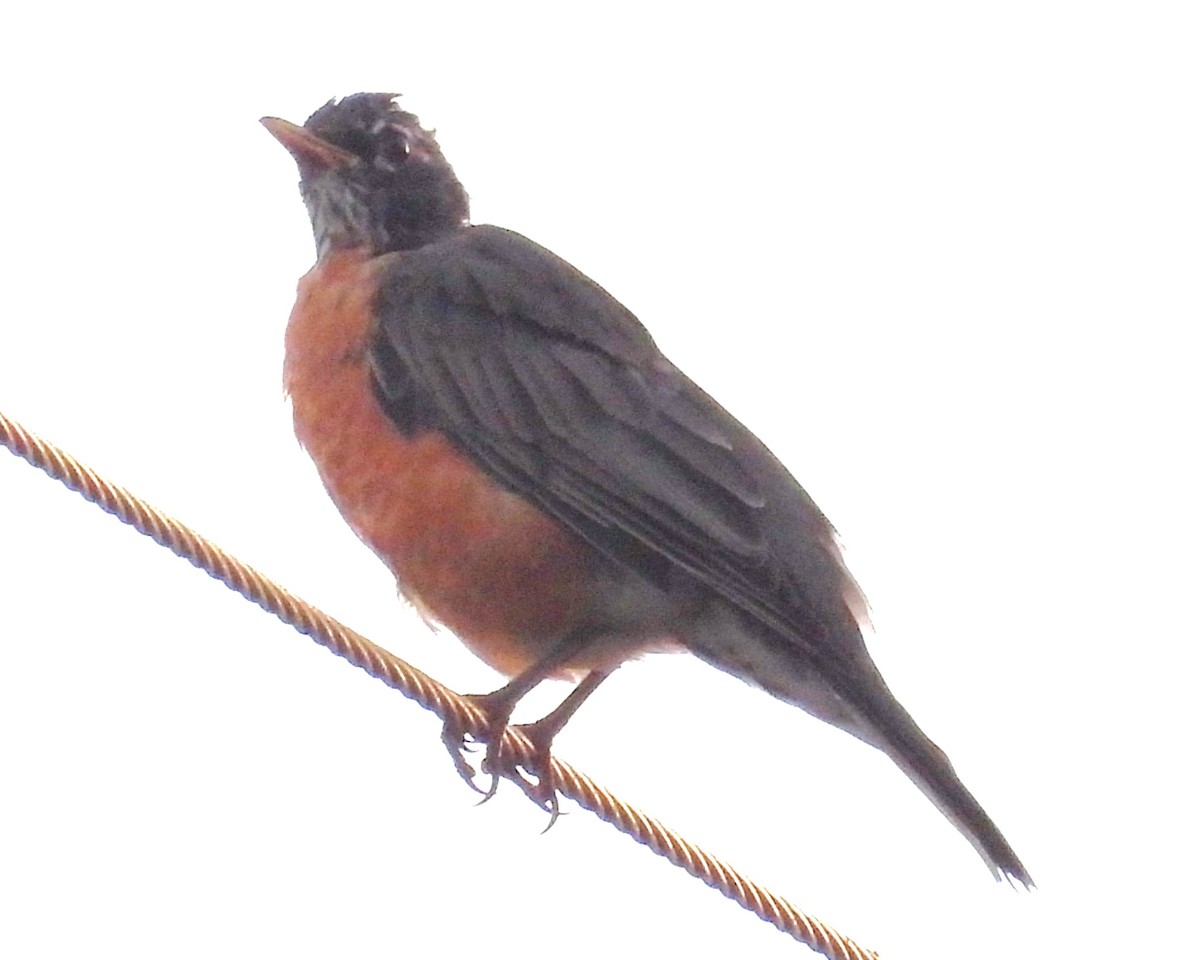 American Robin - ML646281431