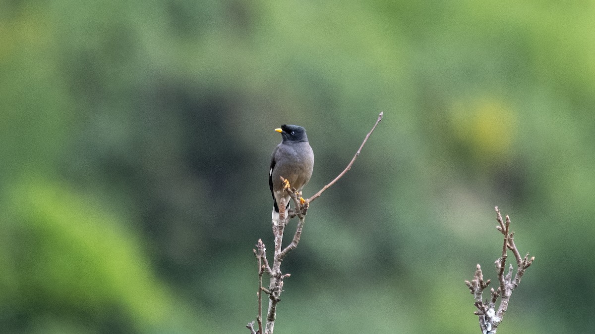 Jungle Myna - ML646281441