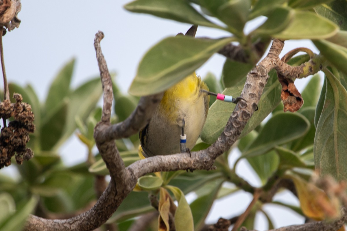 Silvereye - ML646281444