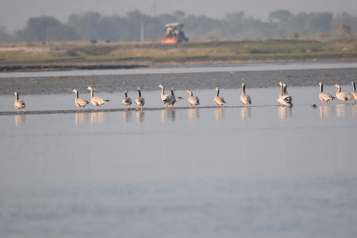 Гуска гірська - ML646281445