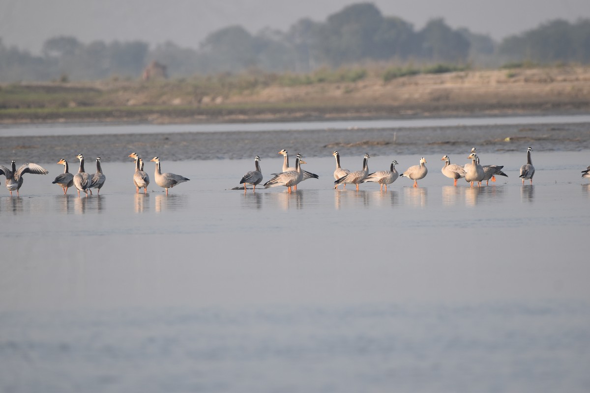 Гуска гірська - ML646281446