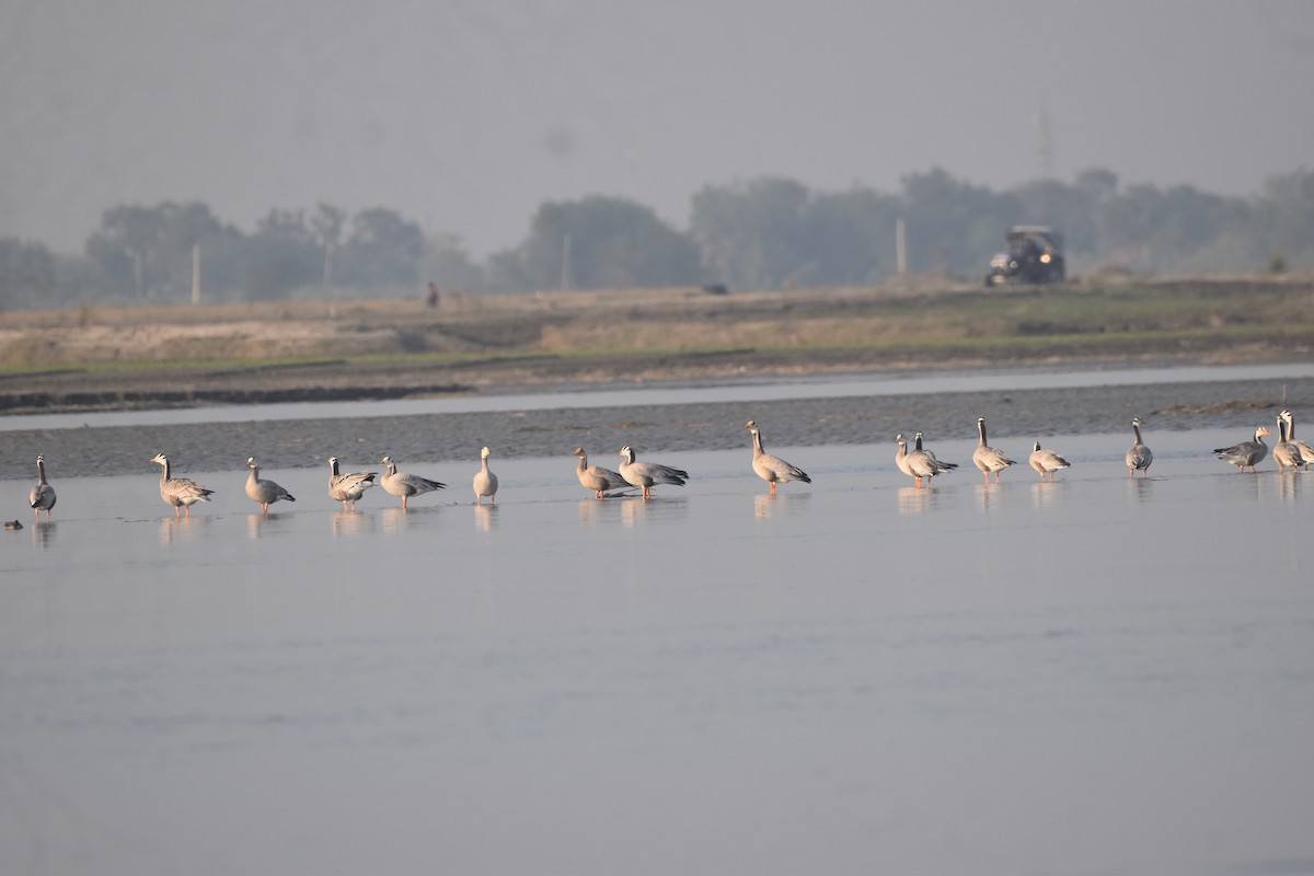 Гуска гірська - ML646281447