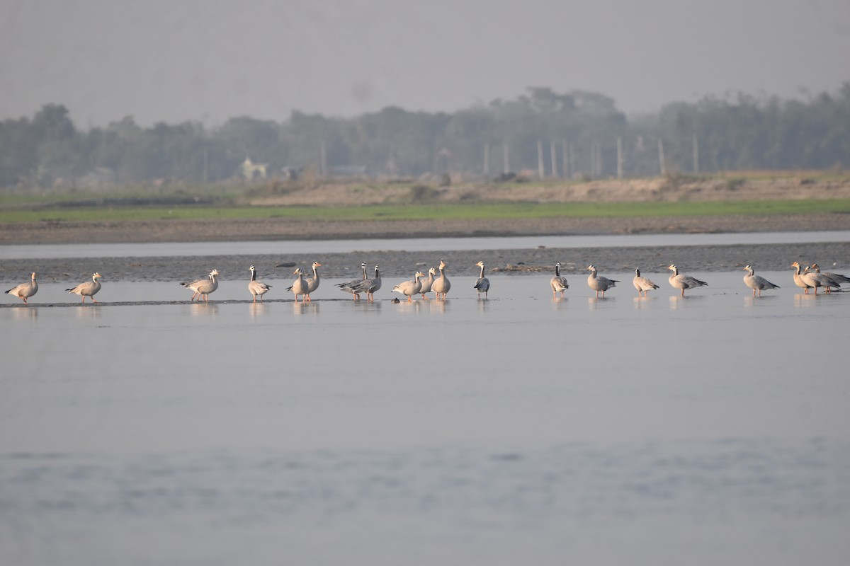 Гуска гірська - ML646281448