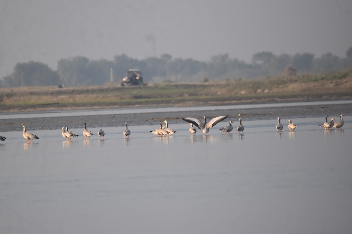 Гуска гірська - ML646281449