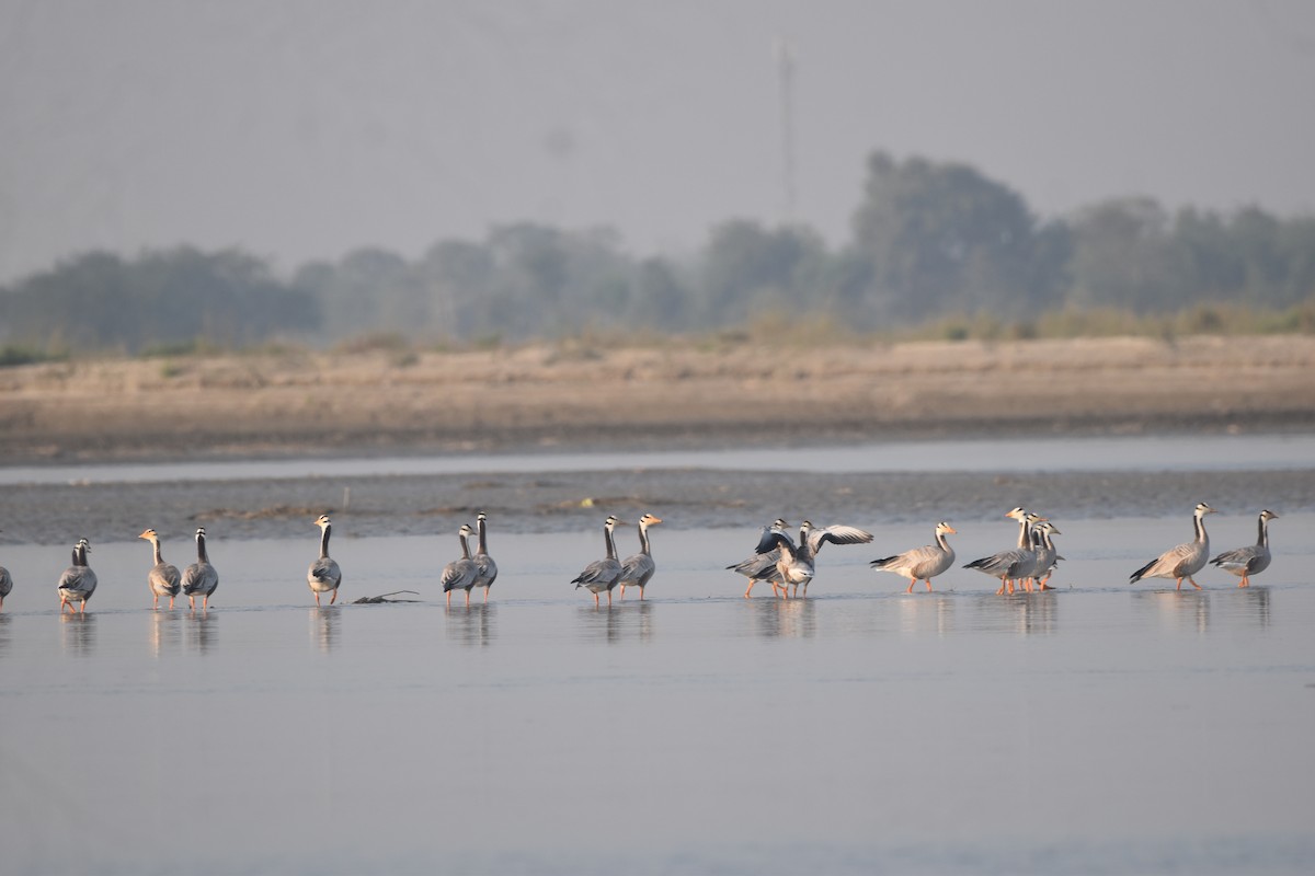 Гуска гірська - ML646281450