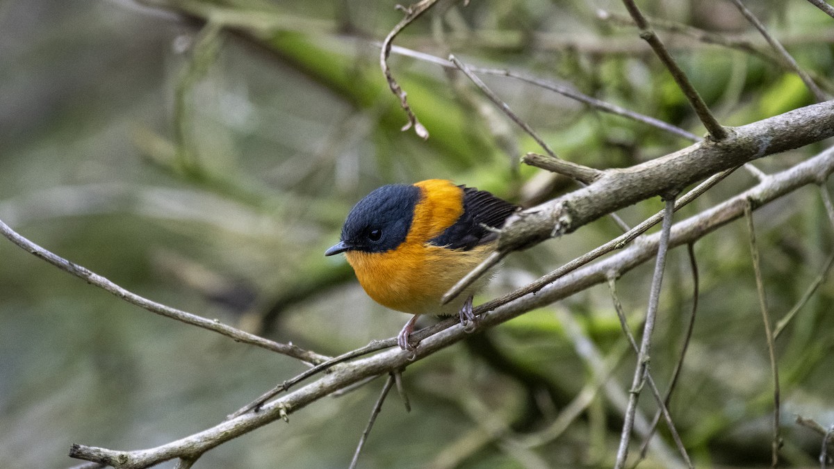 Black-and-orange Flycatcher - ML646281451