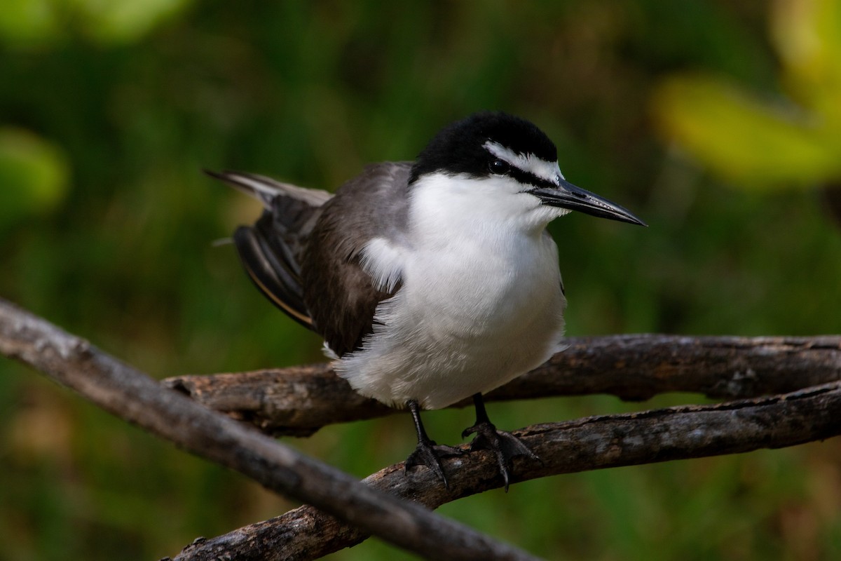 マミジロアジサシ - ML646281452