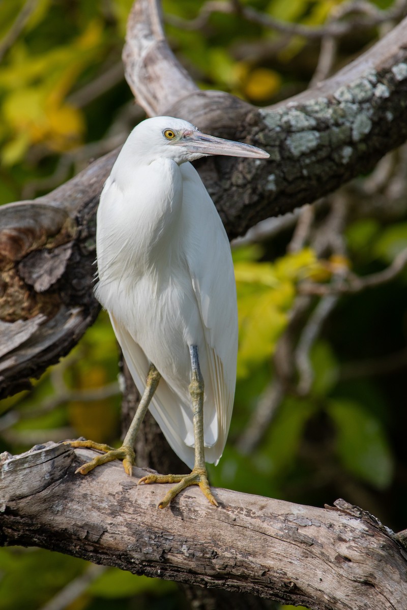 Pacific Reef-Heron - ML646281453