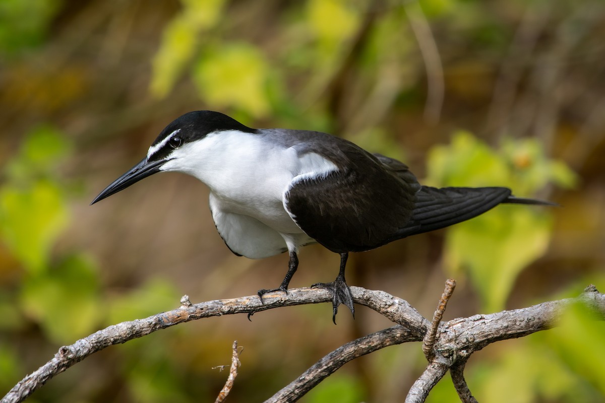 マミジロアジサシ - ML646281454