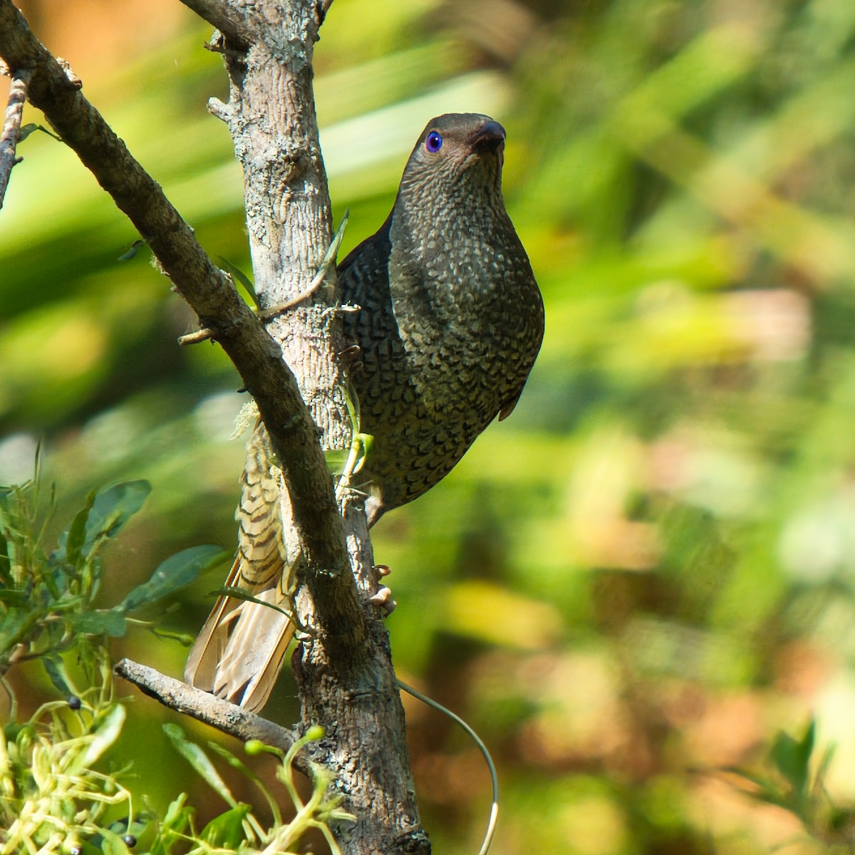 Satin Bowerbird - ML646281455