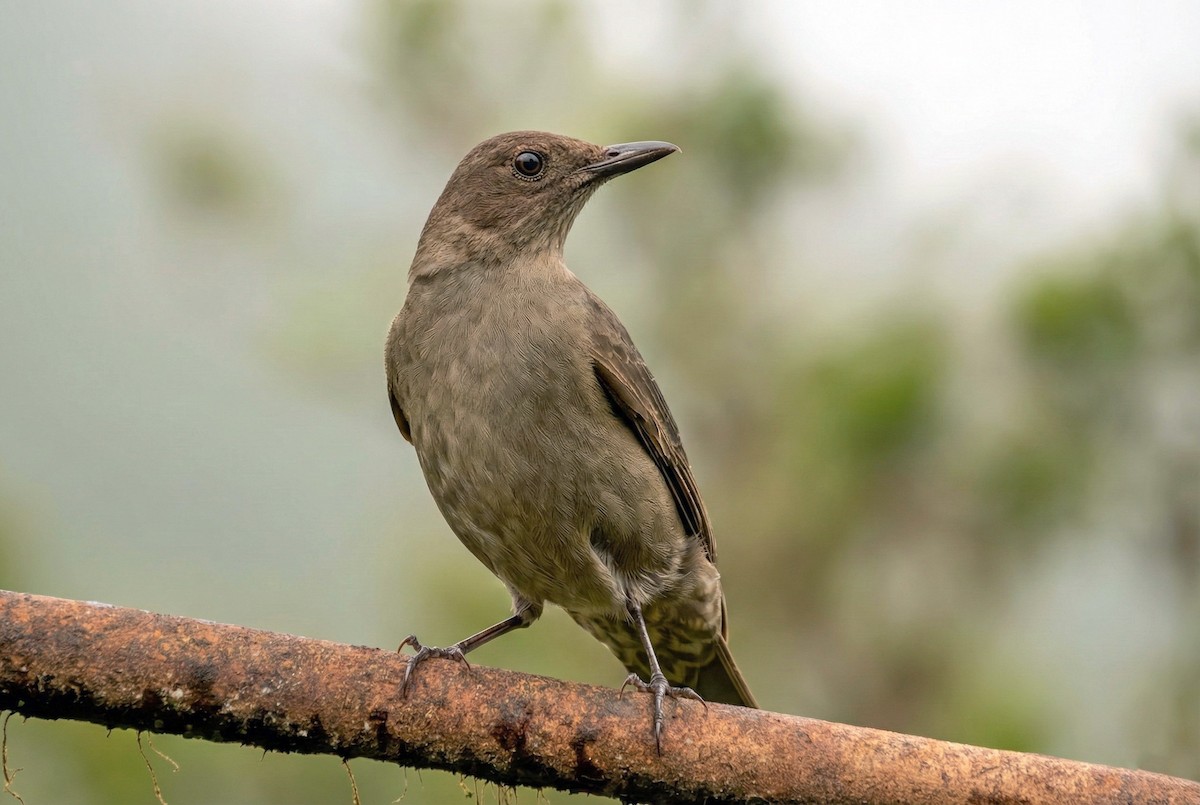 Mountain Thrush - ML646281456