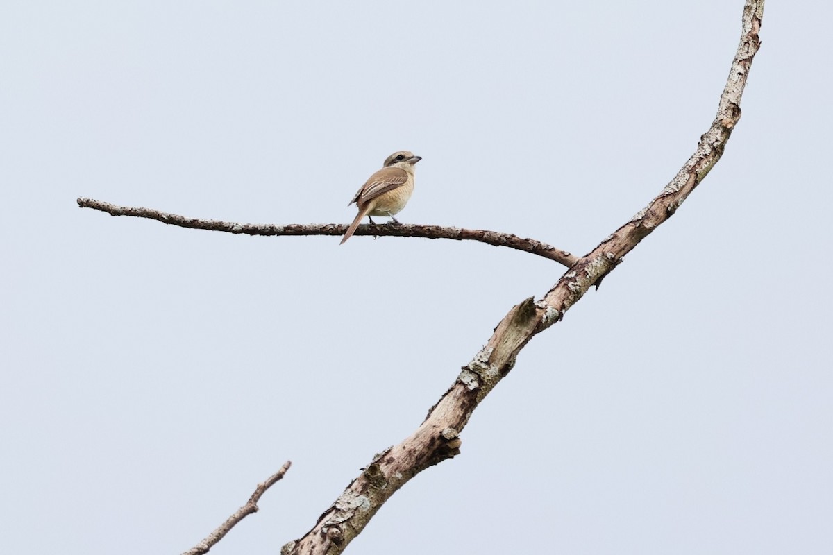 Brown Shrike (Brown) - ML646281457