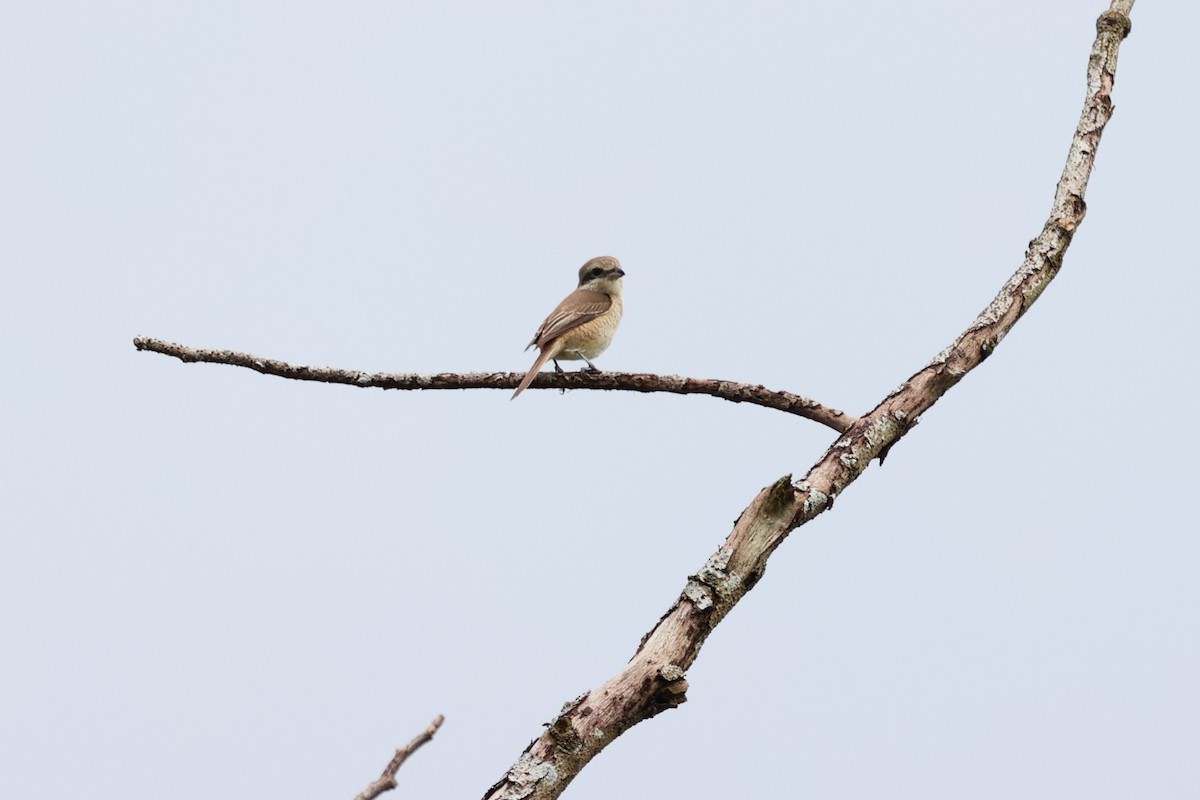 Brown Shrike (Brown) - ML646281458