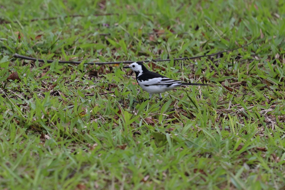 White Wagtail (Chinese) - ML646281459