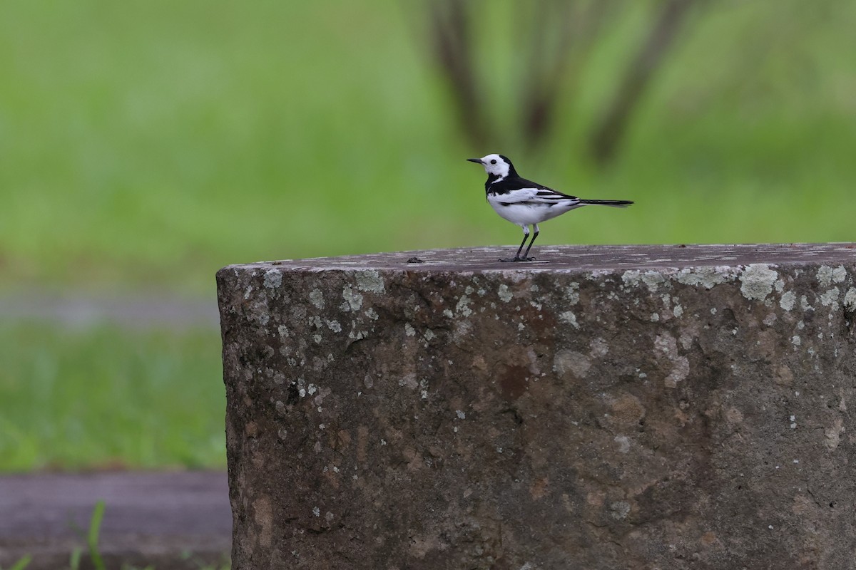 White Wagtail (Chinese) - ML646281460