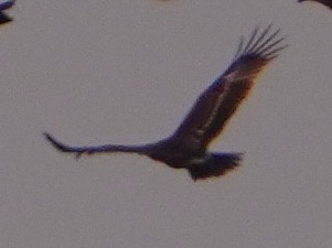 Greater Spotted Eagle - ML646281462