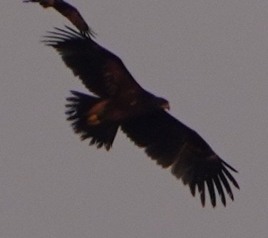 Greater Spotted Eagle - ML646281463