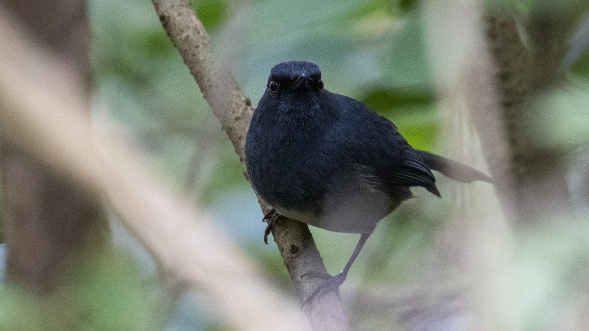 Nilgiri Sholakili - ML646281464