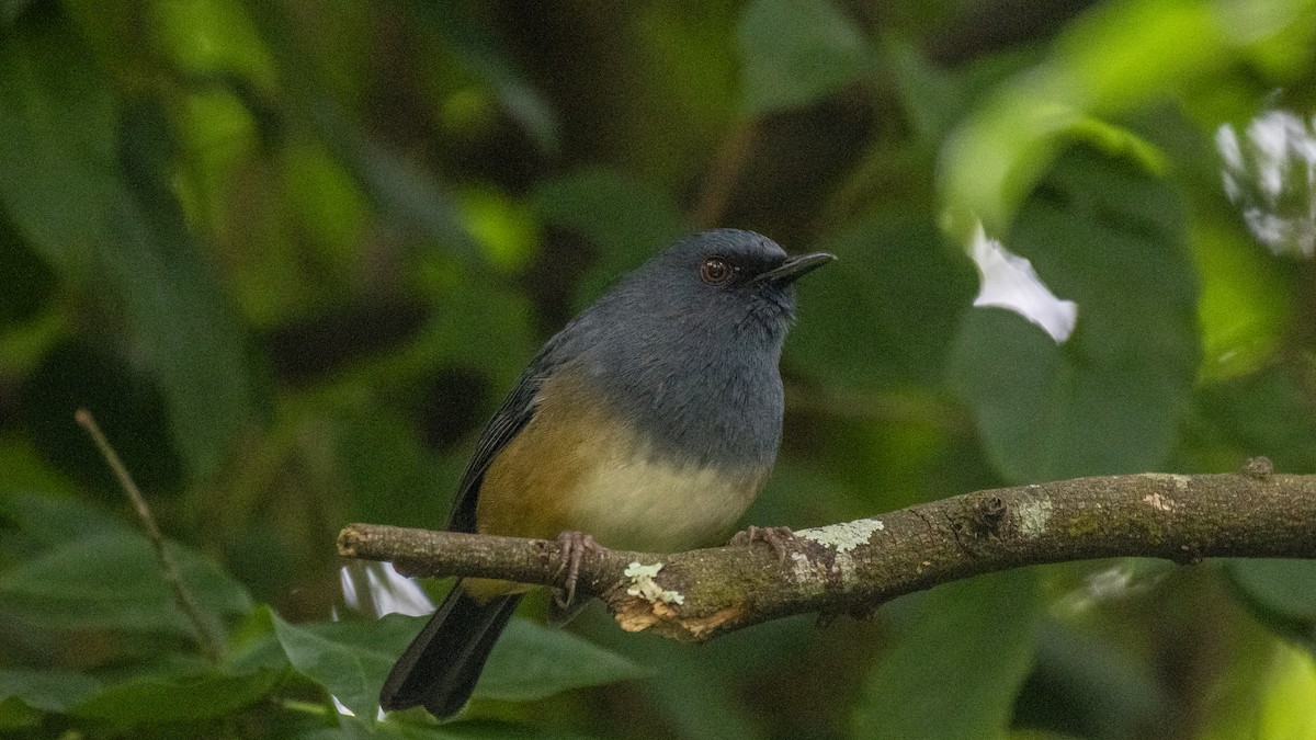 Nilgiri Sholakili - ML646281465