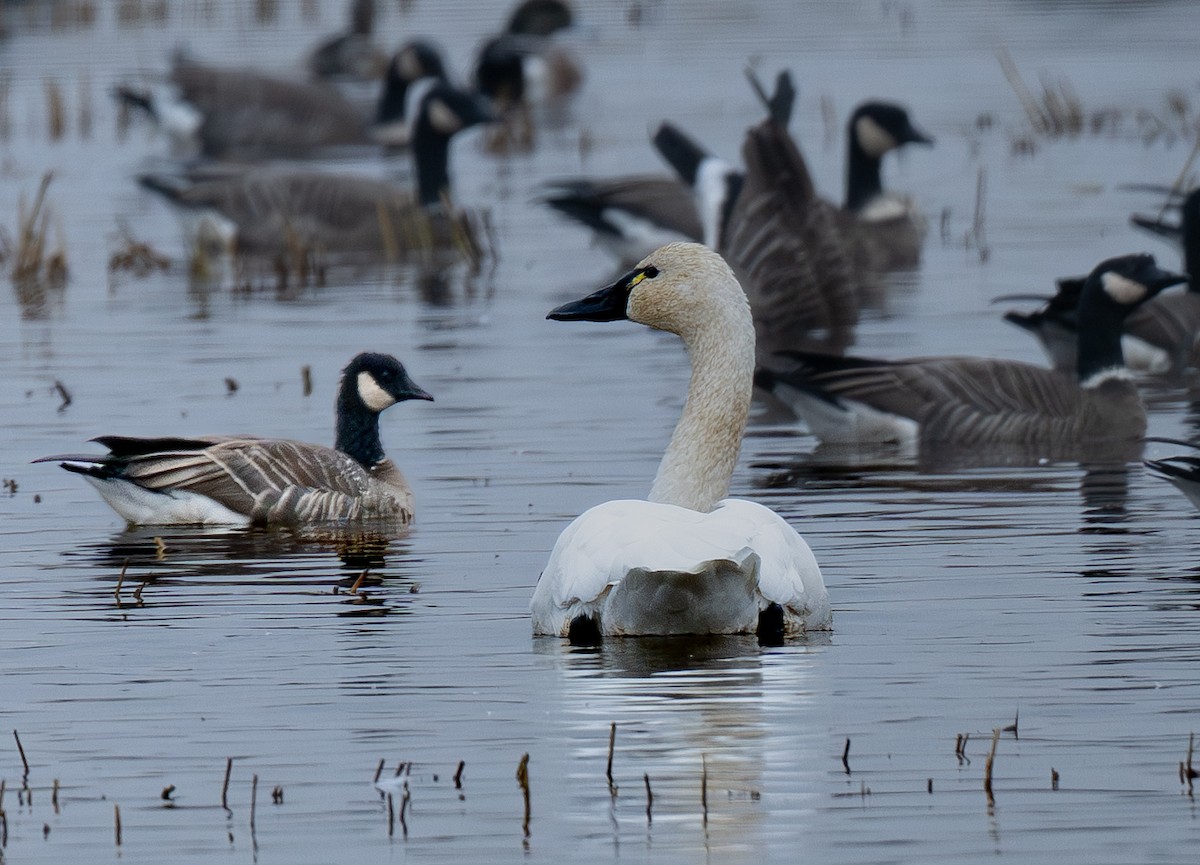 Cackling Goose - ML646281466