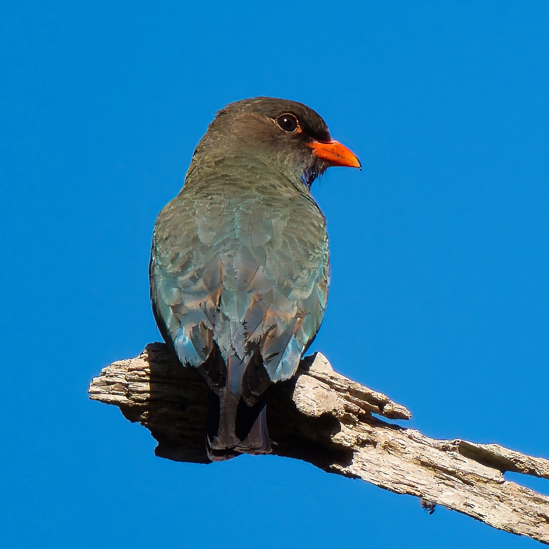 Dollarbird - ML646281467