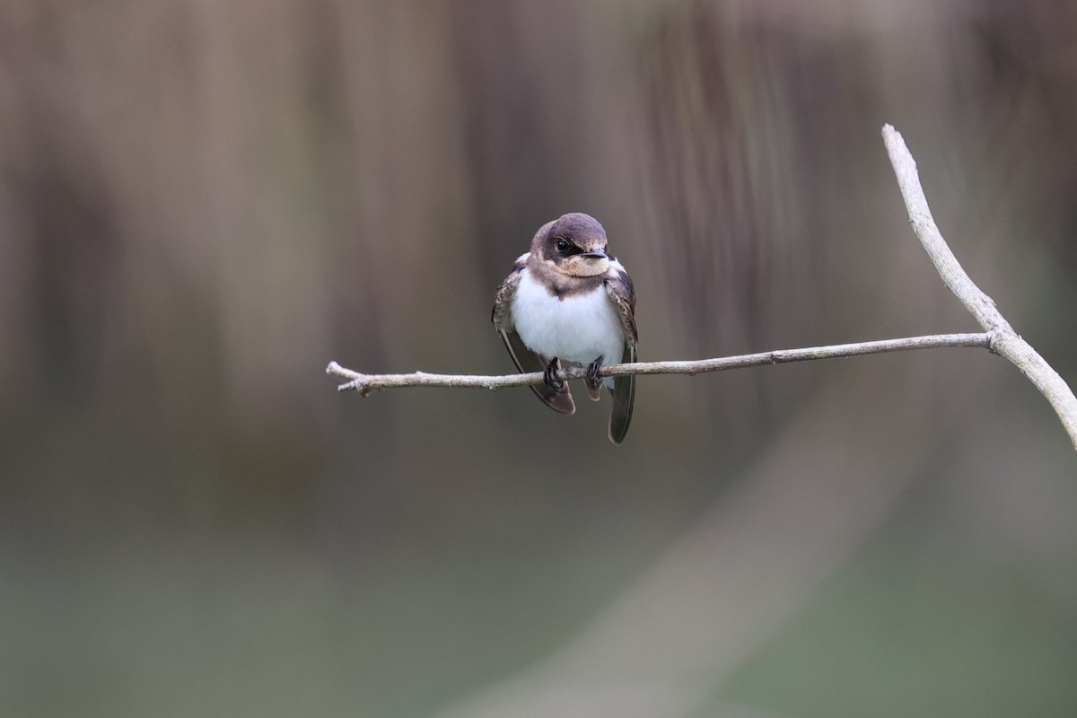 Barn Swallow (Buff-bellied) - ML646281469