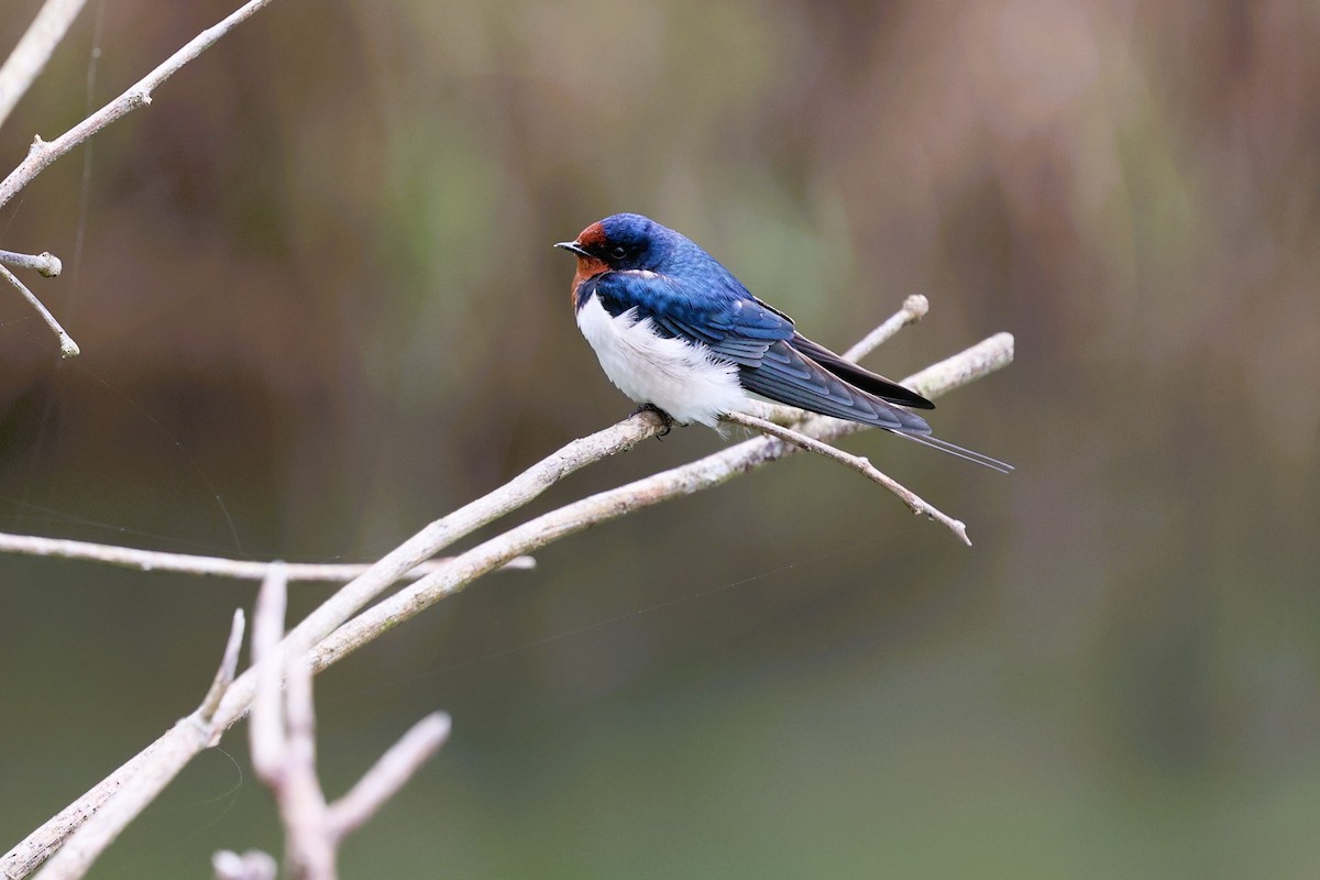 Barn Swallow (Buff-bellied) - ML646281470