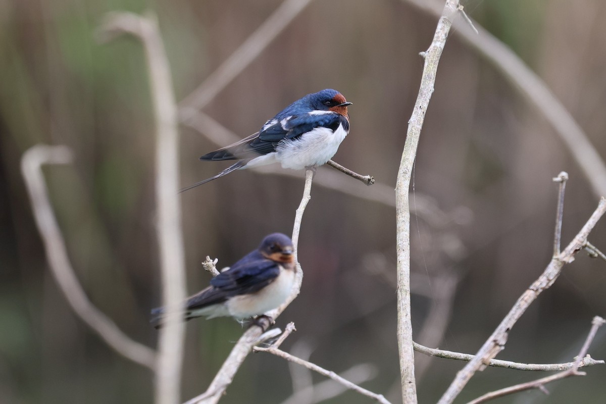 Barn Swallow (Buff-bellied) - ML646281471