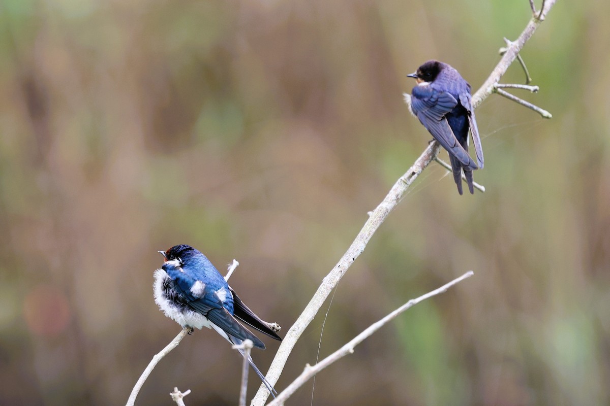 Barn Swallow (Buff-bellied) - ML646281472