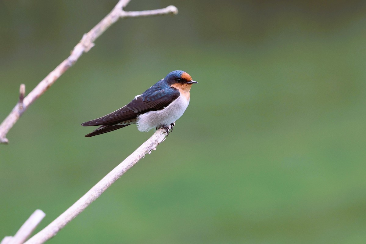 Pacific Swallow - ML646281473