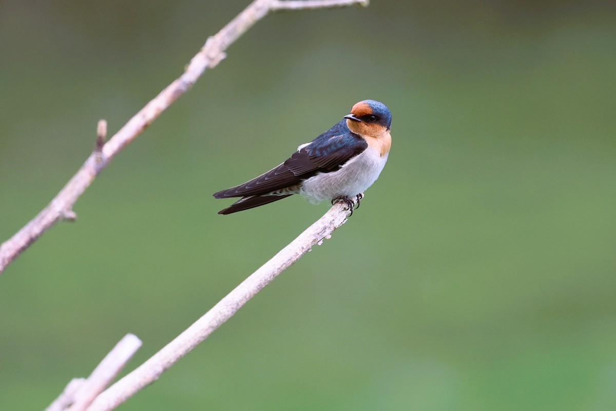 Pacific Swallow - ML646281475